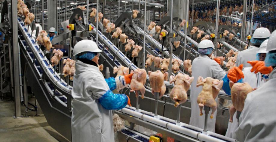 Paraná lidera a produção de frango e deve ter o mercado impulsionado
Foto: AEN/Arquivo