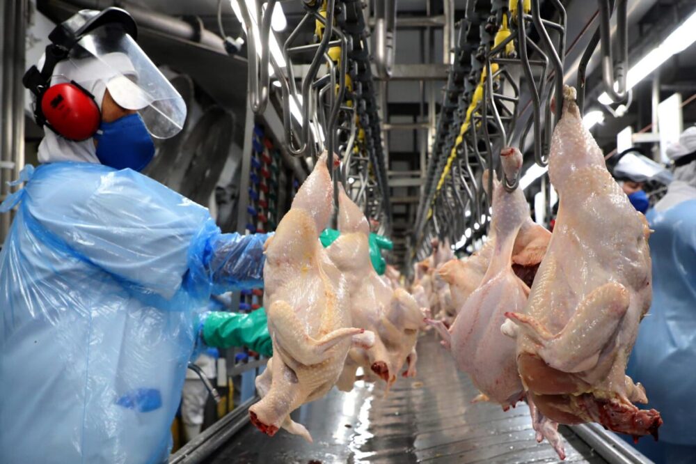 A-FRANGO Paraná lidera a produção de frango e deve ter o mercado impulsionado
Foto: AEN/Arquivo