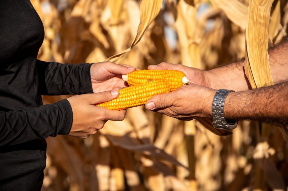 Milho é importante componente da agricultura brasileira