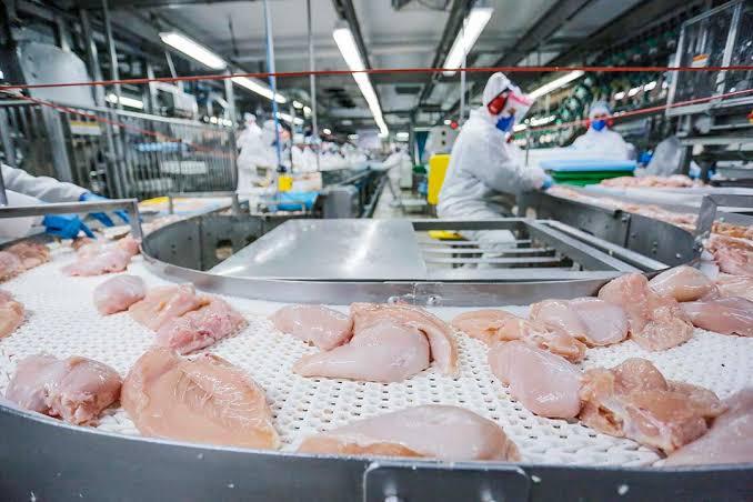 Paraná lidera a produção de frango e deve ter o mercado impulsionado
Foto: AEN/Arquivo