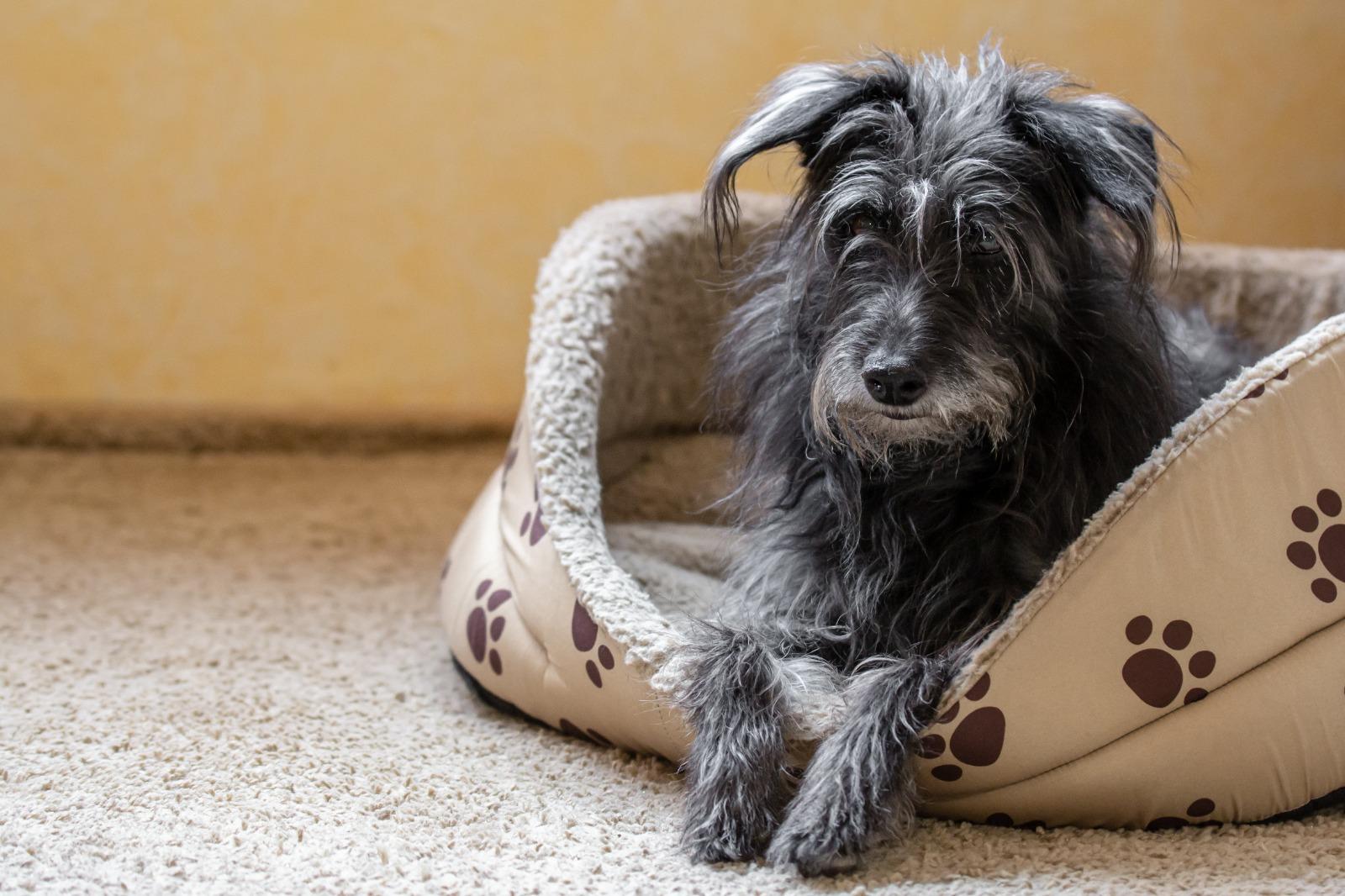 Cães idosos precisam de cuidados específicos para ter mais qualidade de vida