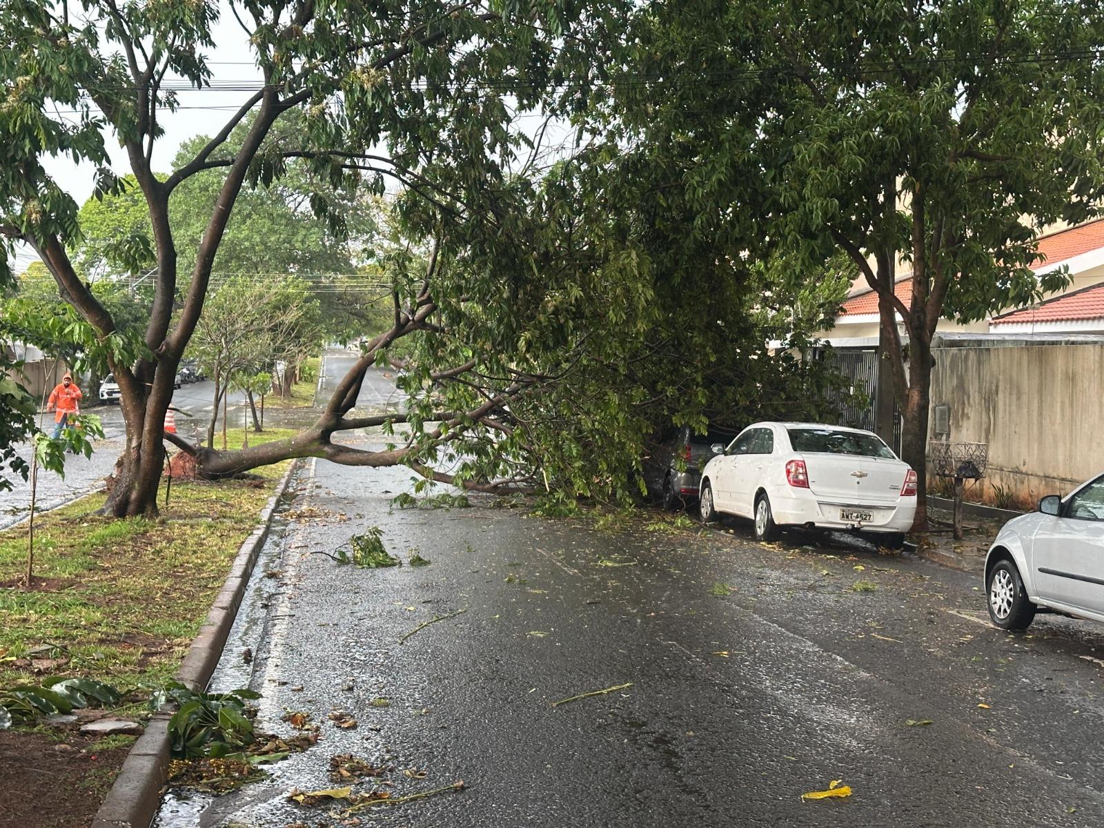 Árvore caiu sobre veículo na Avenida Parigot de Souza

Foto: Matheus Costa