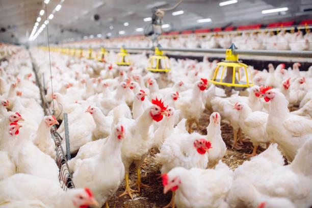 Avicultura é importante segmento produtivo brasileiro
Foto: Redes sociais