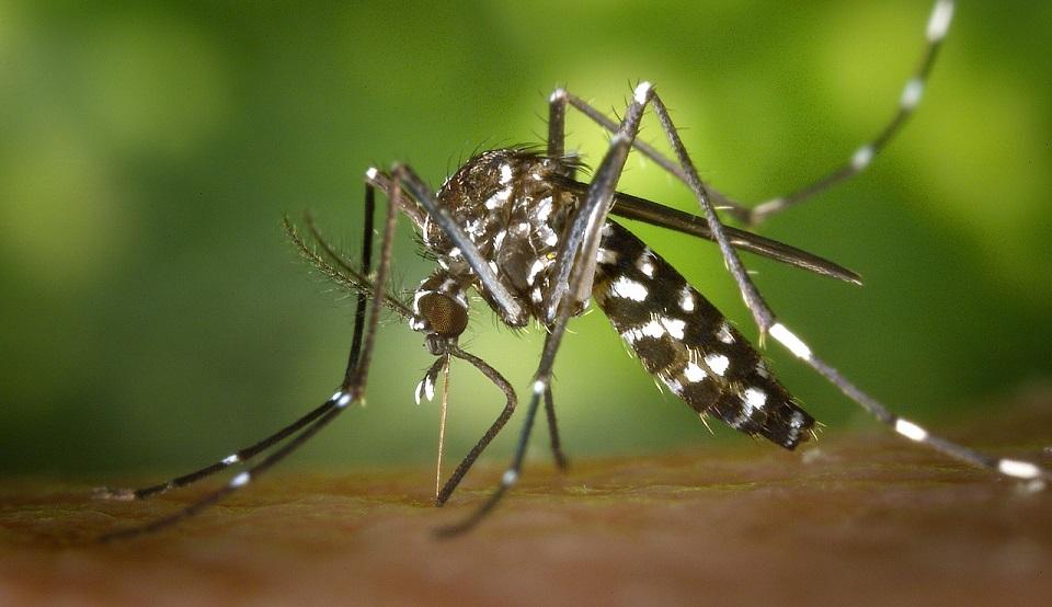 O mosquito transmissor da doença
Foto: UFC