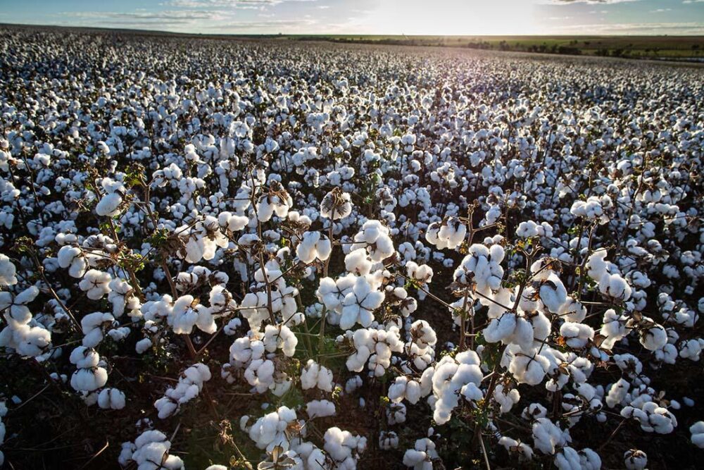 Cultivo de algodão é destaque no Paraná