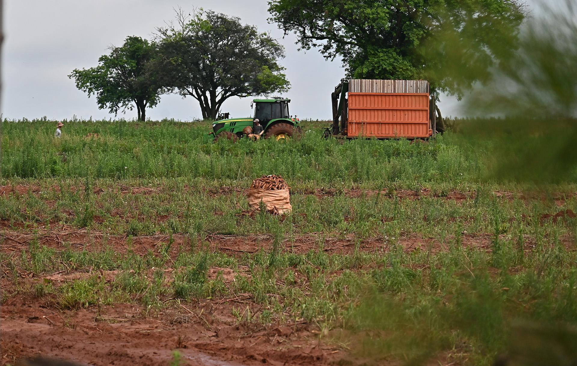 Excesso de água compromete as lavouras de mandioca e atrasa o arranquio
Foto: Ivan Fquini